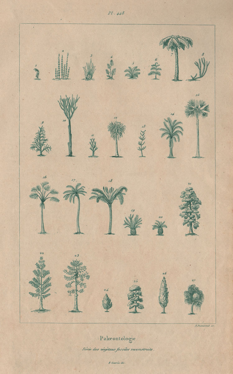PALEONTOLOGY. Reconstructed plant fossils 1833 old antique print picture